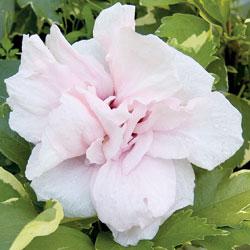 'America-Irene-Scott'