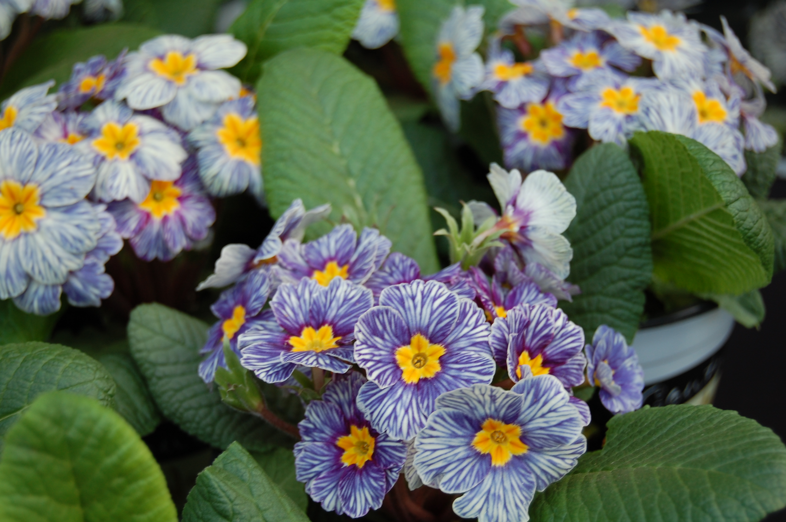 'Blue Zebra' Primula - Greenhouse Product News