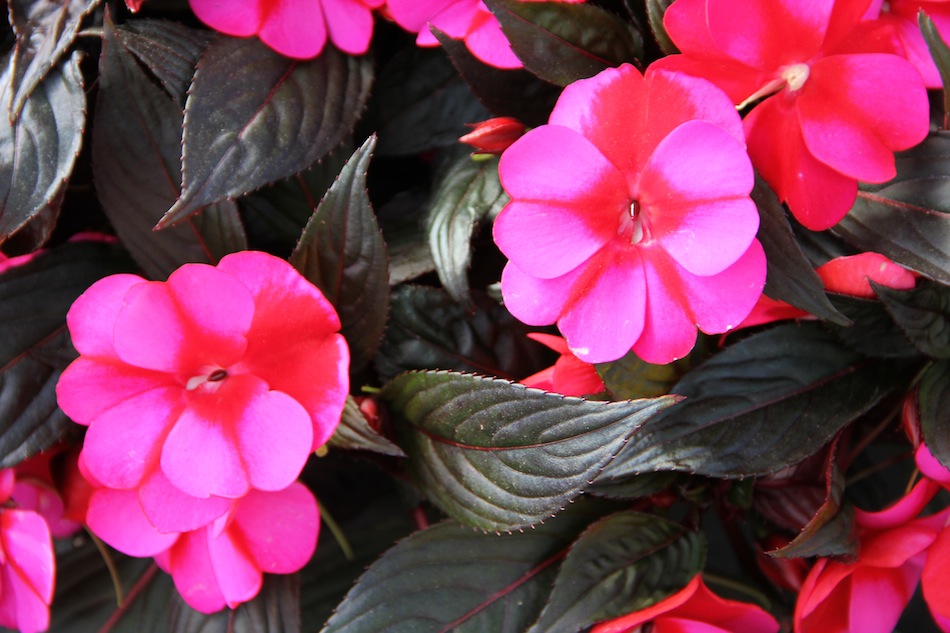 a new new guinea impatiens greenhouse product news a new new guinea impatiens greenhouse product news