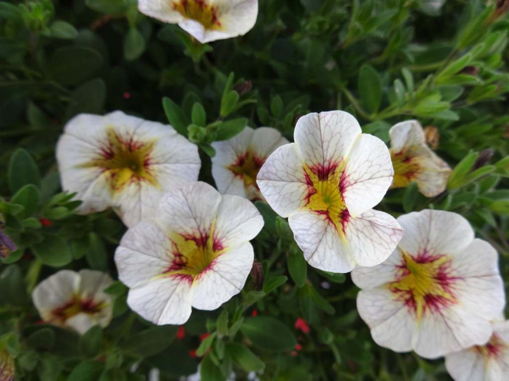 Calibrachoa-Superbells-Frostfire-2.JPG