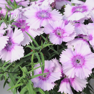 Dianthus-Diana-Lavender-Picotee_web.JPG