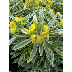 Erysimum.jpg