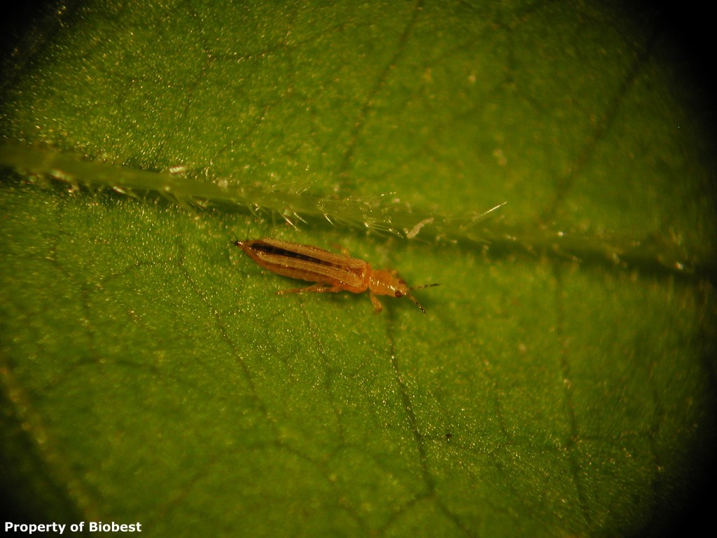 Frankliniella-occicentalis-Western-Flower-Thrips.jpg