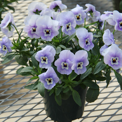 Pansy-Freefall-Marina-2.jpg