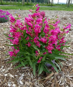 'Ruby Rock Candy'