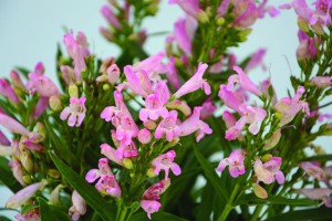 RockCandyLightPink