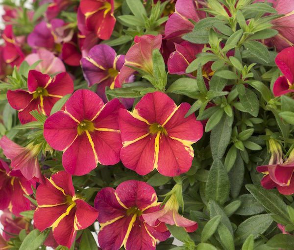 Aloha Nani Red Cartwheel calibrachoa