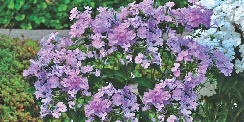 Phlox Opening Act Blush