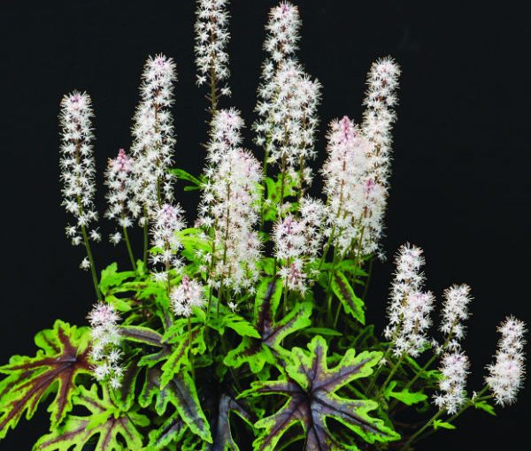 Tiarella 'Fancy Trails'