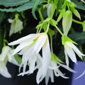 Begonia Santa Barbara 2