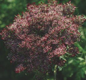 Daucus carota 'Dara'