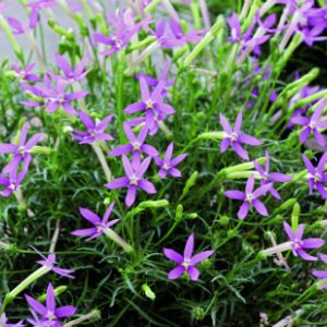 Isotoma Laurentia Pink 3