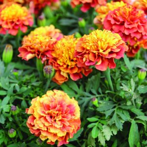 Marigold Strawberry Blonde