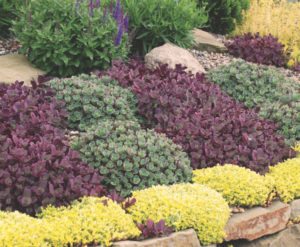 Sedum ‘Firecracker’ and ‘Lime Zinger’