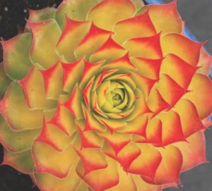 sempervivum ‘Gold Nugget’