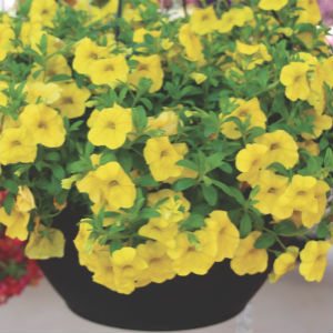 calibrachoa_AlohaNani