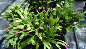 Figure 3. Cytokinins can promote development of axillary buds. This holiday cactus was treated with benzylaminopurine (BA) to increase branching.