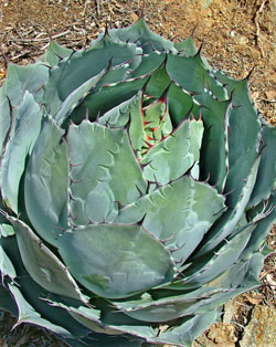 AgaveparrasanaGlobe