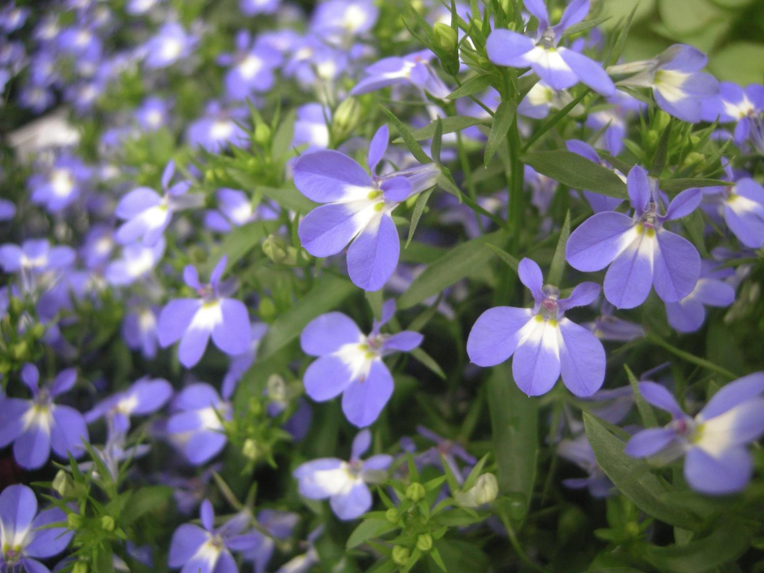 Lobelia2MD