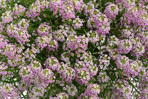 Screen Shot 2014-02-19 at 1.26.37 PM_2